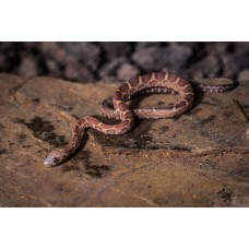 Guttata scaleles nominal - Phanterophis guttatus - serpiente del maíz sin escamas